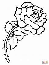 Coloring Pages Rose Printable Choose Board Flower sketch template