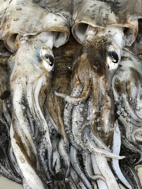 calamari ocean  seafood