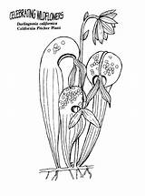 Plant Coloring Carnivorous Pitcher Designlooter 51kb sketch template
