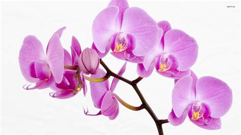 [45 ] Pink Orchid Wallpaper On Wallpapersafari