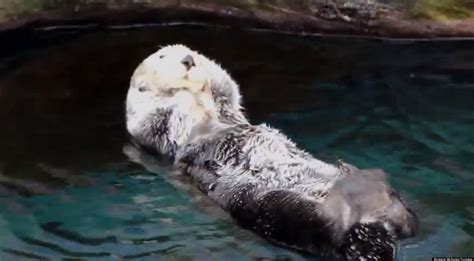sea otter gives itself massage at lisbon aquarium video