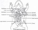 Frog Diagram Dissection System Circulatory Digestive Anatomy Diagrams Organs Worksheet Class Lab Printable Frogs Via Chart Figure Locked Animalia Nicerweb sketch template