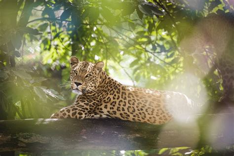 perzisch luipaard safaripark beekse bergen digifoto pro