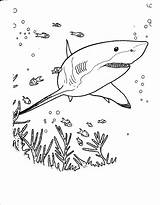 Shark Coloring Pages Tales Kids Color Print sketch template
