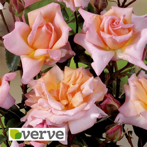 Verve Pale Pink Climbing Rose In Plant Pot Departments