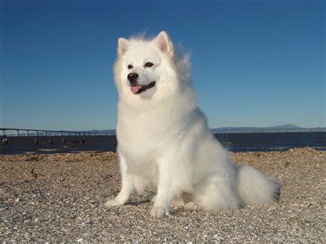 american eskimo dog breed information pictures