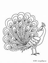 Pavo Peacock Animales Reales Paon Hellokids Pavos Ausmalen Pfau Cien Ojos Rueda Imagui Yodibujo Lecturas Pavoreal Outline Colouring Cuidadoinfantil Dibuja sketch template