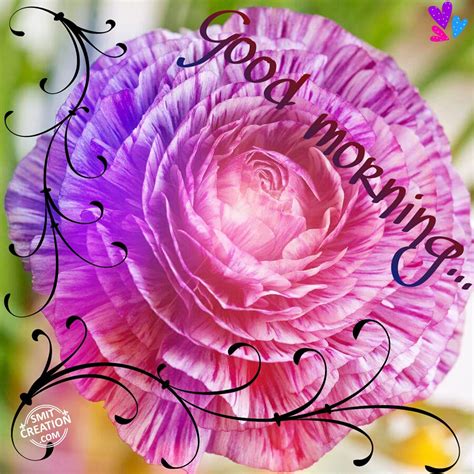 Good Morning Wishes Rose Pictures And Graphics