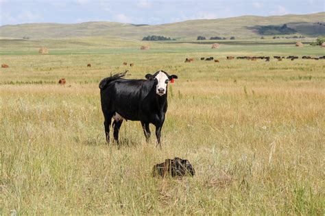 keeping  eye  body condition  fall calving cows  stock exchange news