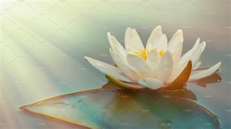 beautiful white lotus flower nature stock  creative market