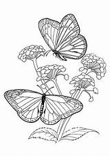 Schmetterling Blumen Ausmalbild Ausmalen Schmetterlinge Malvorlagen Ausdrucken Malvo Bluten Kostenlosen sketch template