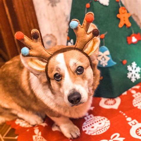 14 Corgi Pictures To Brighten Your Day в 2020 г