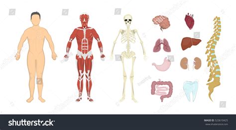 human anatomy  human body systems  skeleton skin organs