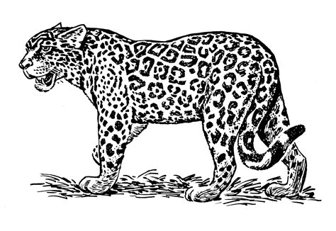 jaguar animals  printable coloring pages