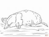 Mole Coloring Pages Cute Moles Color Para Topo Dibujo Colorear Printable Online Dibujos Animals Paper sketch template