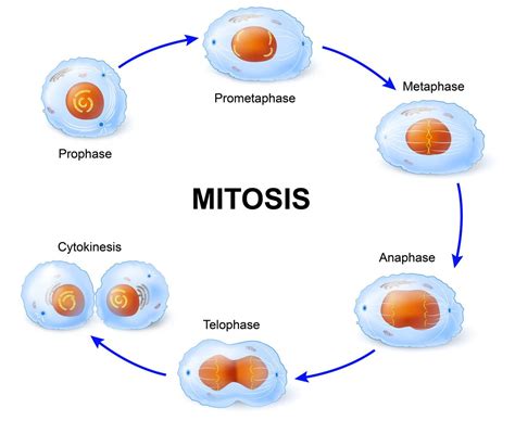 plant mitosis  animal mitosis