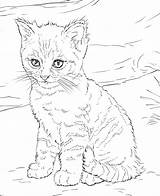 Coloring Pages Cat Kitten Realistic Cute Adults Kids sketch template