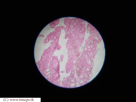 histology   simple cuboidal epithelium histology