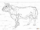Coloring Bull Pages Randall Cattle Ferdinand Color Bulls Printable Drawing Print sketch template