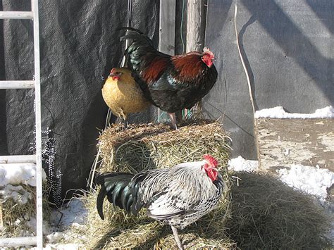 caring   chickens  winter backwoods home magazine