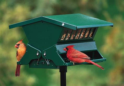 attract cardinals   bird feeders comments