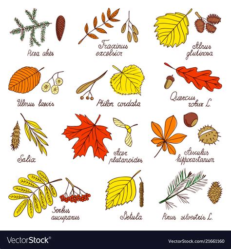 autumn leaves  tree seeds royalty  vector image