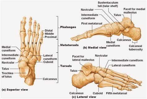 foot anatomy diagram blank