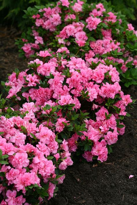 ruffled pink flowers  bloom  thon pink double