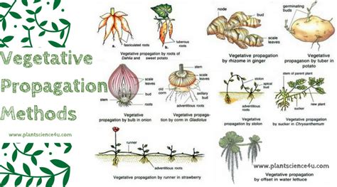 What Is Vegetative Propagation Advantages And Disadvantages Of