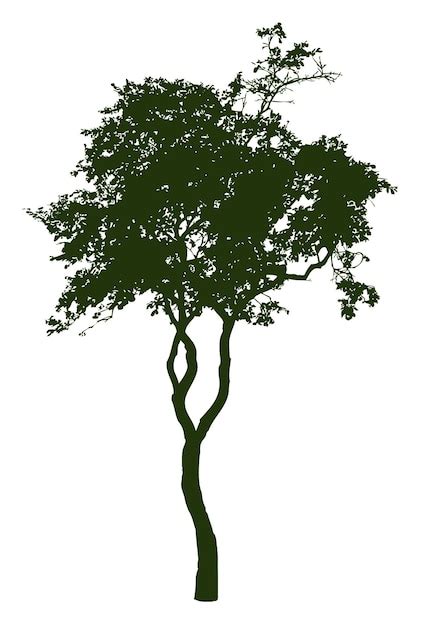 premium vector  silhouette   slim deciduous tree