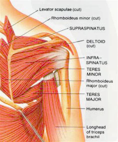 staff participates  shoulder disorders