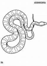 Serpent Coloriages Serpents Hellokids Utile Gaboon Viper sketch template