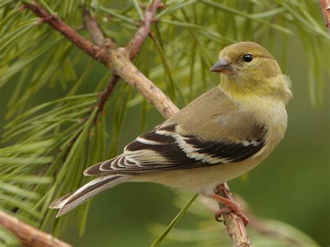 american goldfinch female feederwatch