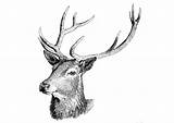 Deer Coloring Printable sketch template