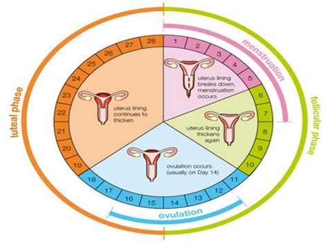How To Know You Are Ovulating 7 Signs Of Ovulation Hercottage