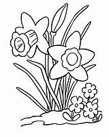 Coloring Daffodil sketch template