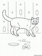 Coloring Cat Pages Cats Domestic Colorkid sketch template