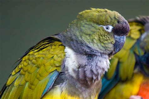 patagonian conure personality food care guide pet keen