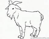Goat Ziegen Capra Cabra Cabras Goats Ovejas Colorkid sketch template