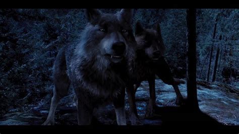 the twilight saga breaking dawn part 1 wolf reel on vimeo