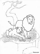 Coloring Pages Wild Lions Animals Pack Lion Kids Pitara sketch template