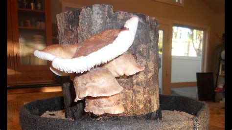 grow mushroom logs indoors youtube