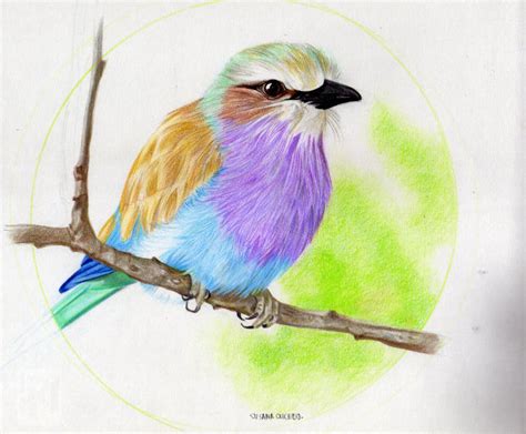 bird drawings art ideas design trends premium psd vector