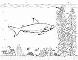 Blacktip Reef Shark Robin Coloring Pages Great sketch template