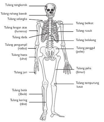 hasil gambar  rangka tubuh manusia human skeleton labeled