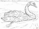 Whooper Swans Cigni Stampare Sirius Designlooter Trumpeter sketch template