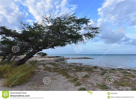 wind blown watapana tree   coast  aruba stock photo image  trade white