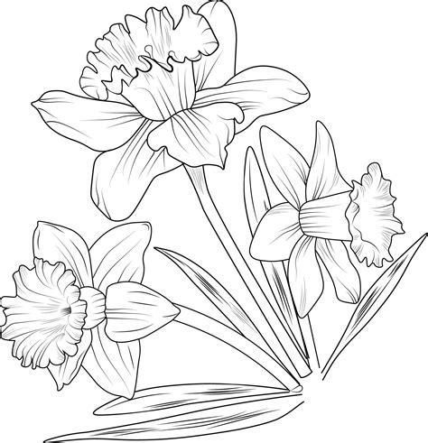daffodil flower black outline drawing  perfect  coloring pages