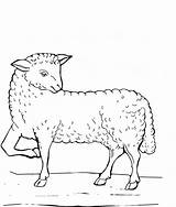 Lamb Coloring Book  God Children Pixels Preview Size sketch template