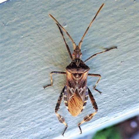 leptoglossus occidentalis western conifer seed bug